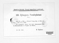 Cytospora pseudoplatani image